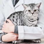 Certified Groomer Image