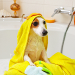 Certified Groomer Image