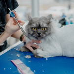 Certified Groomer Image